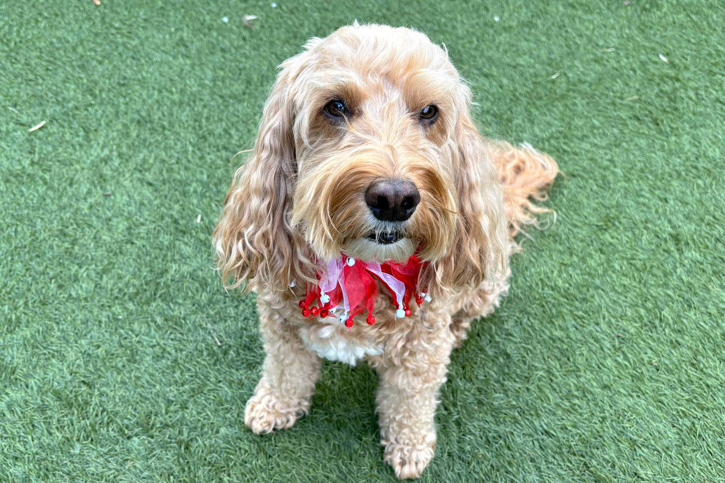 Candy Cane Christmas Dog Frill