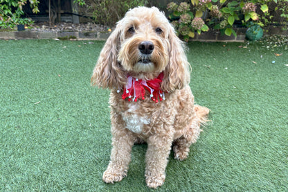 Candy Cane Christmas Dog Frill