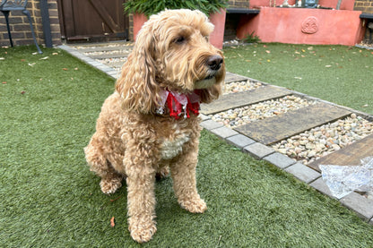 Candy Cane Christmas Dog Frill