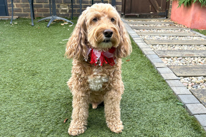 Candy Cane Christmas Dog Frill