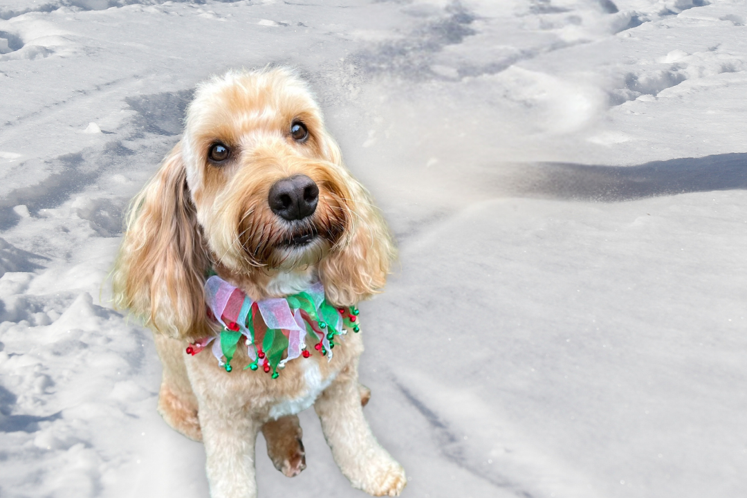 Red white and green tulle dog frill with jingle bells