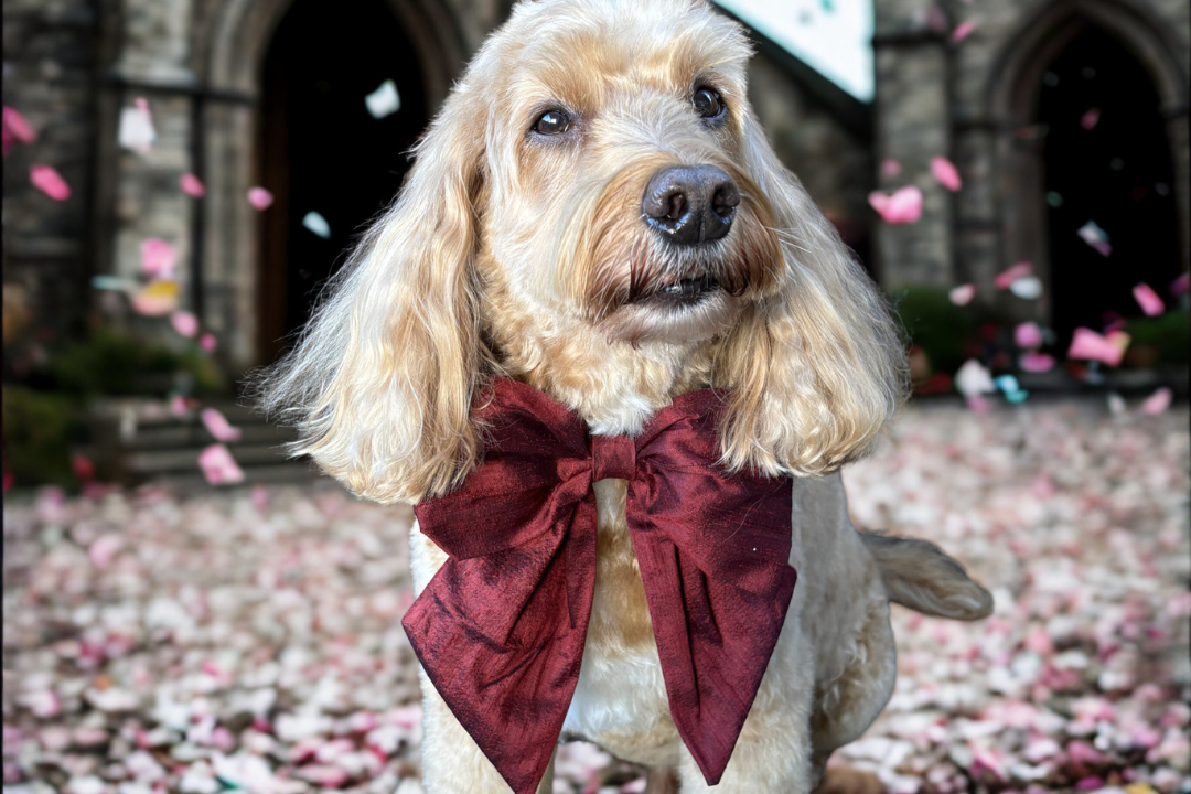 Dog wears 100% silk dupion burgundy red  sailor bow on leather collar with optional ring bearer clasp