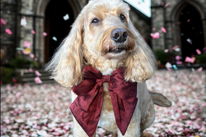 Dog wears 100% silk dupion burgundy red  sailor bow on leather collar with optional ring bearer clasp