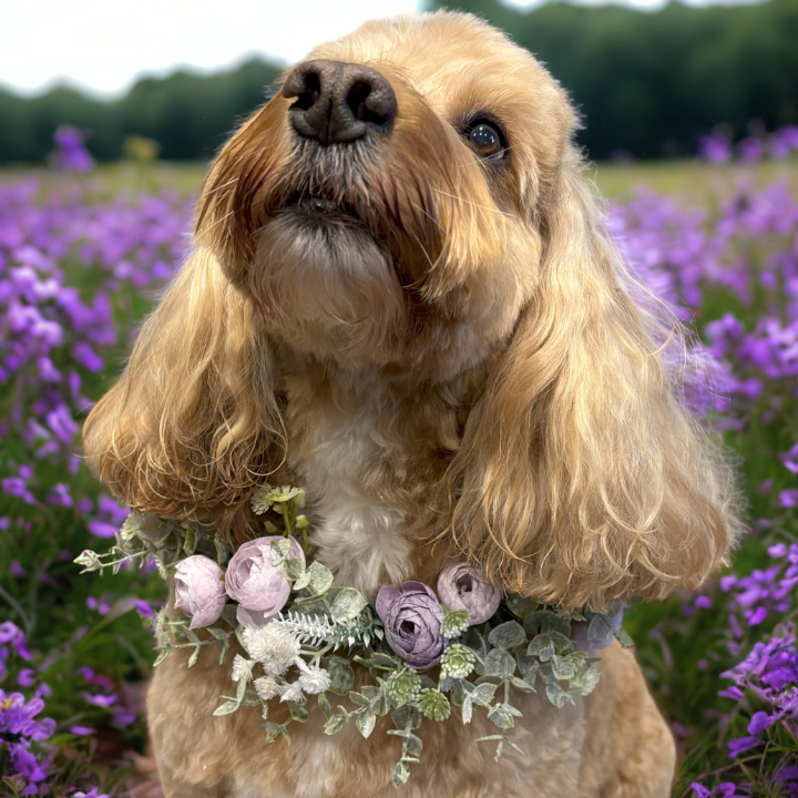 Lavender with greenery floral garland for dog