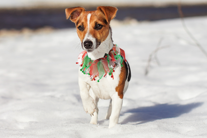 Red white and green tulle dog frill with jingle bells