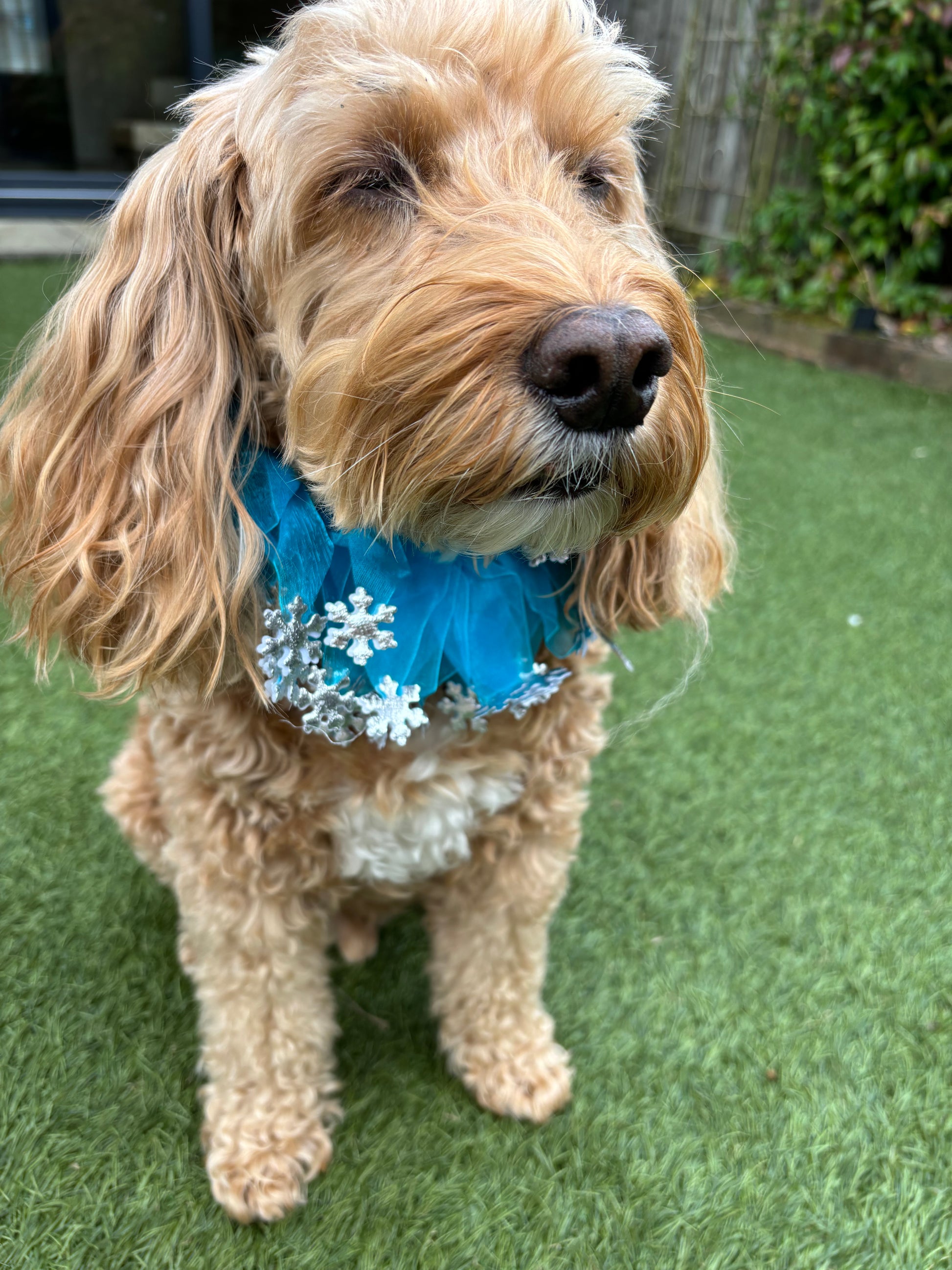 Blue tulle ribbons entwined on a comfortable elastic band frill. Each ribbon is adorned with silver snowflakes