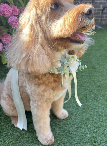 Ivory Silk Dog Ring Bearer Collar. Featuring delicate ivory silk roses and buds with a touch of woodland frosted greenery, this collar is finished with your choice of satin ribbon to match your colour scheme. Optional ring bearer clasp