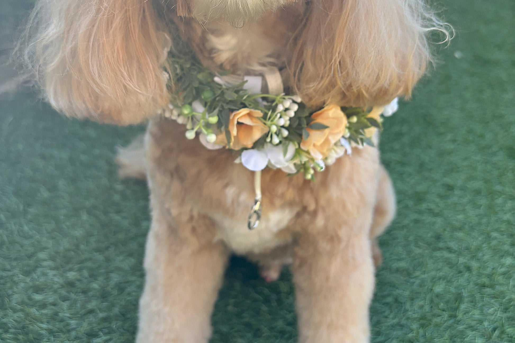 Full Flower Garland Dog Collar. Silk flower dog collar has a blend of buds and blossoms and a hint of woodland greenery, finished with ivory satin ribbon and attached to a white leather collar. Optional Ring Bearer Clasp