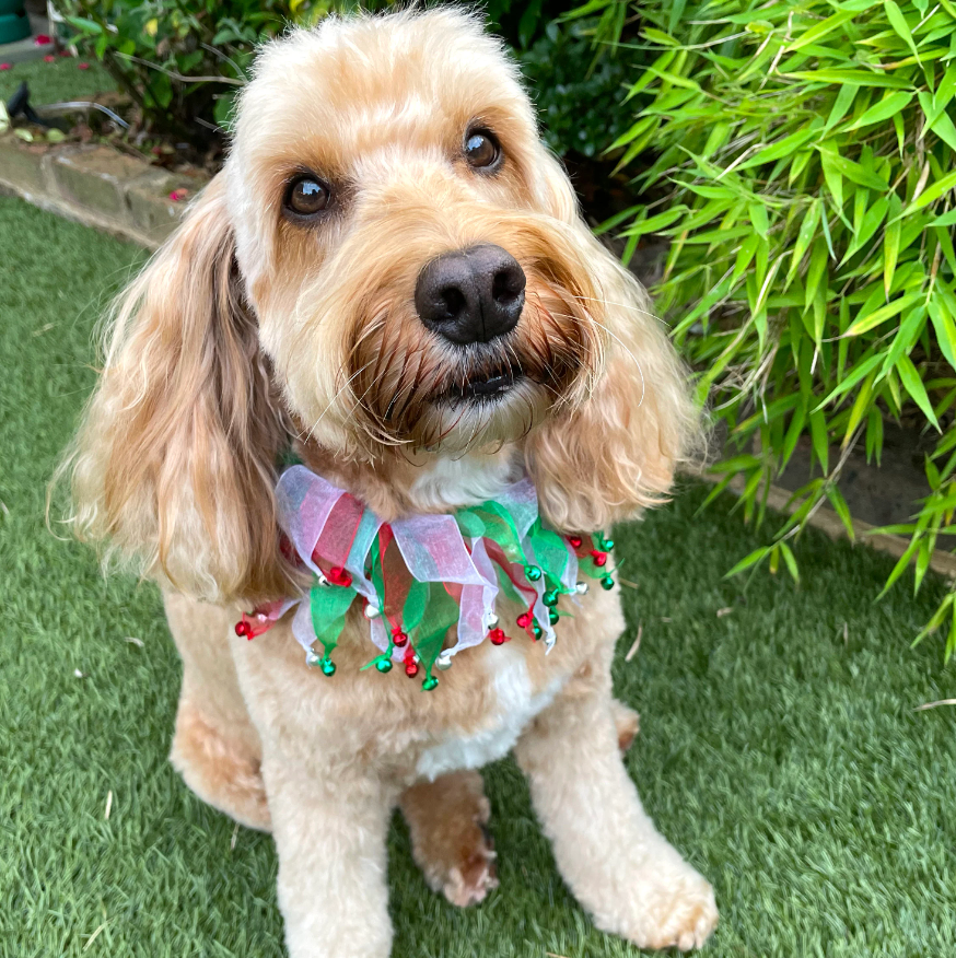 Red white and green tulle dog frill with jingle bells