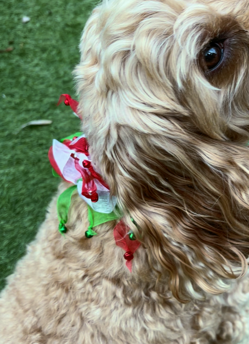 Red white and green tulle dog frill with jingle bells