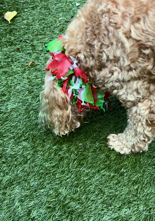 Red white and green tulle dog frill with jingle bells