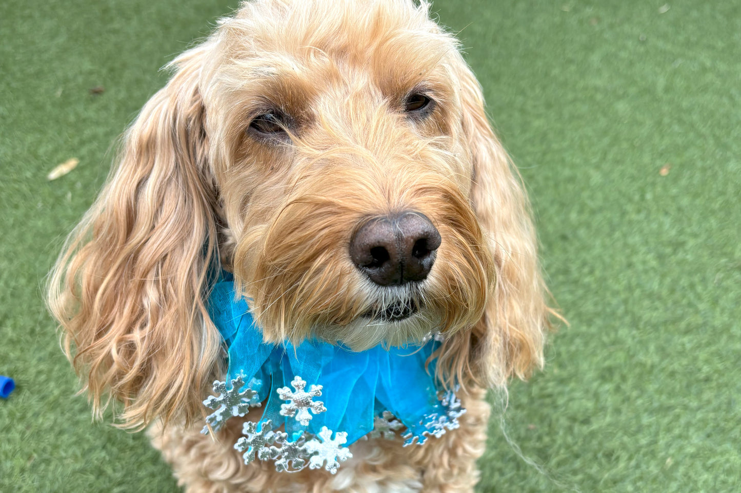 Blue tulle ribbons entwined on a comfortable elastic band frill. Each ribbon is adorned with silver snowflakes