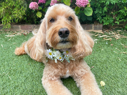 Dog flower garland collar with delicate daisies