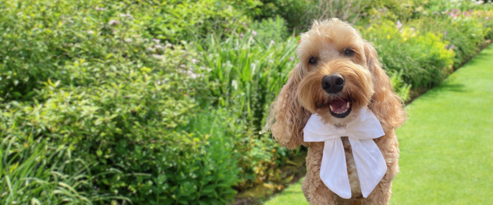 Dog top wedding bow