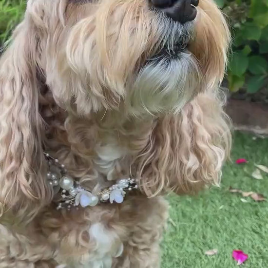 NEW! Pearl and Rhinestone Beaded Collar for Dogs at weddings and proposals