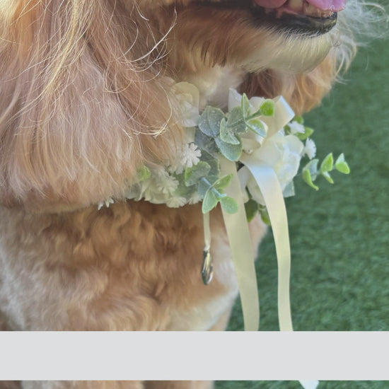 Ivory Silk Dog Ring Bearer Collar. Featuring delicate ivory silk roses and buds with a touch of woodland frosted greenery, this collar is finished with your choice of satin ribbon to match your colour scheme. Optional ring bearer clasp