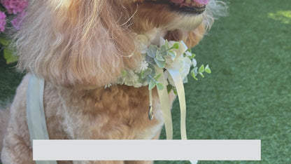 Ivory Silk Dog Ring Bearer Collar. Featuring delicate ivory silk roses and buds with a touch of woodland frosted greenery, this collar is finished with your choice of satin ribbon to match your colour scheme. Optional ring bearer clasp