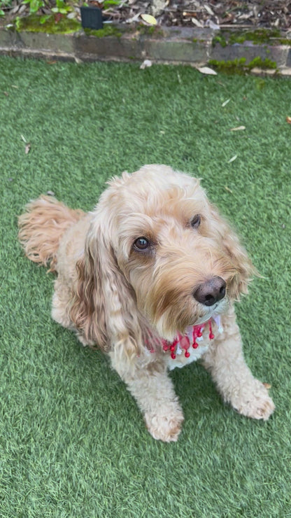 Candy Cane Christmas Dog Frill