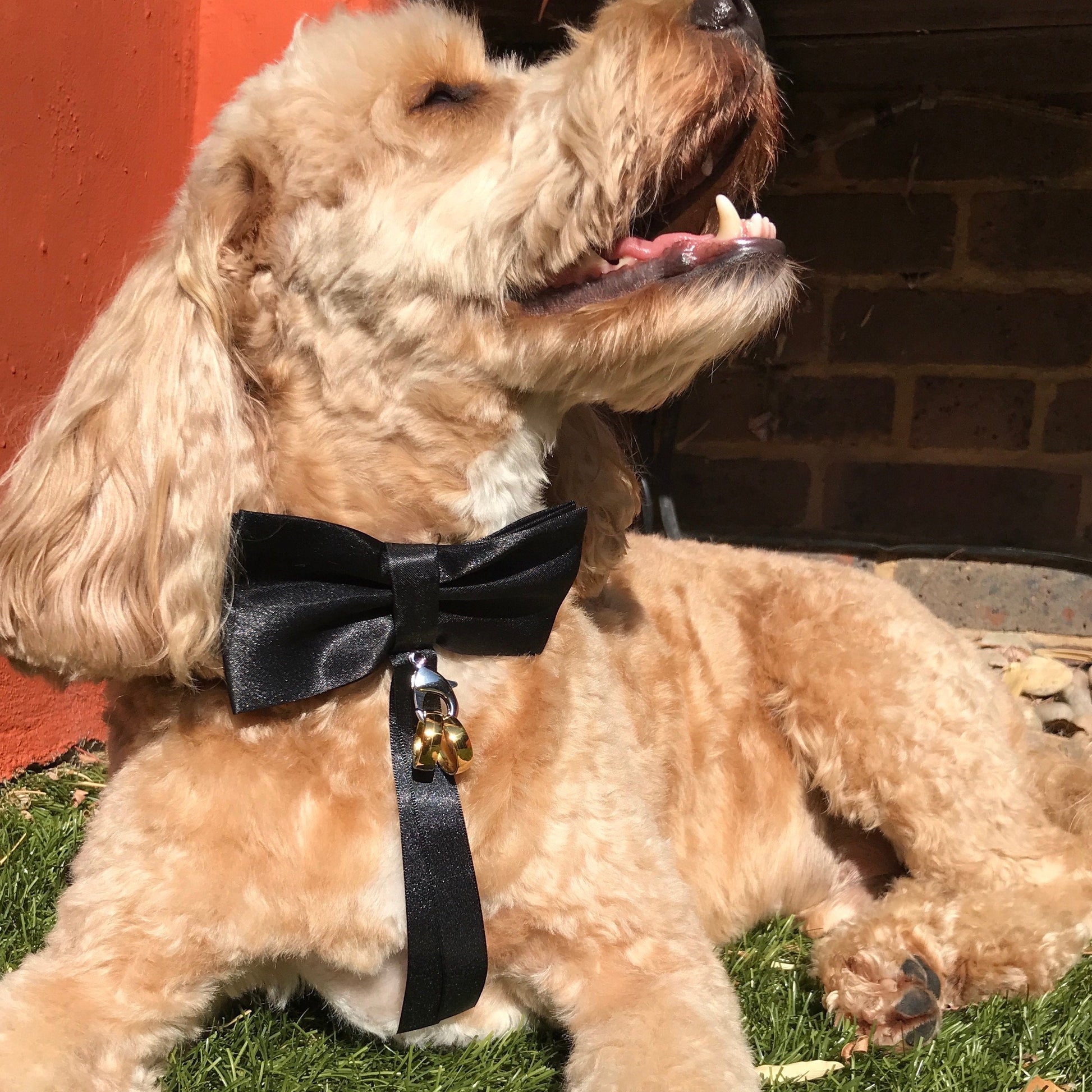 Dog wearing black bow tie with optional ring carrier