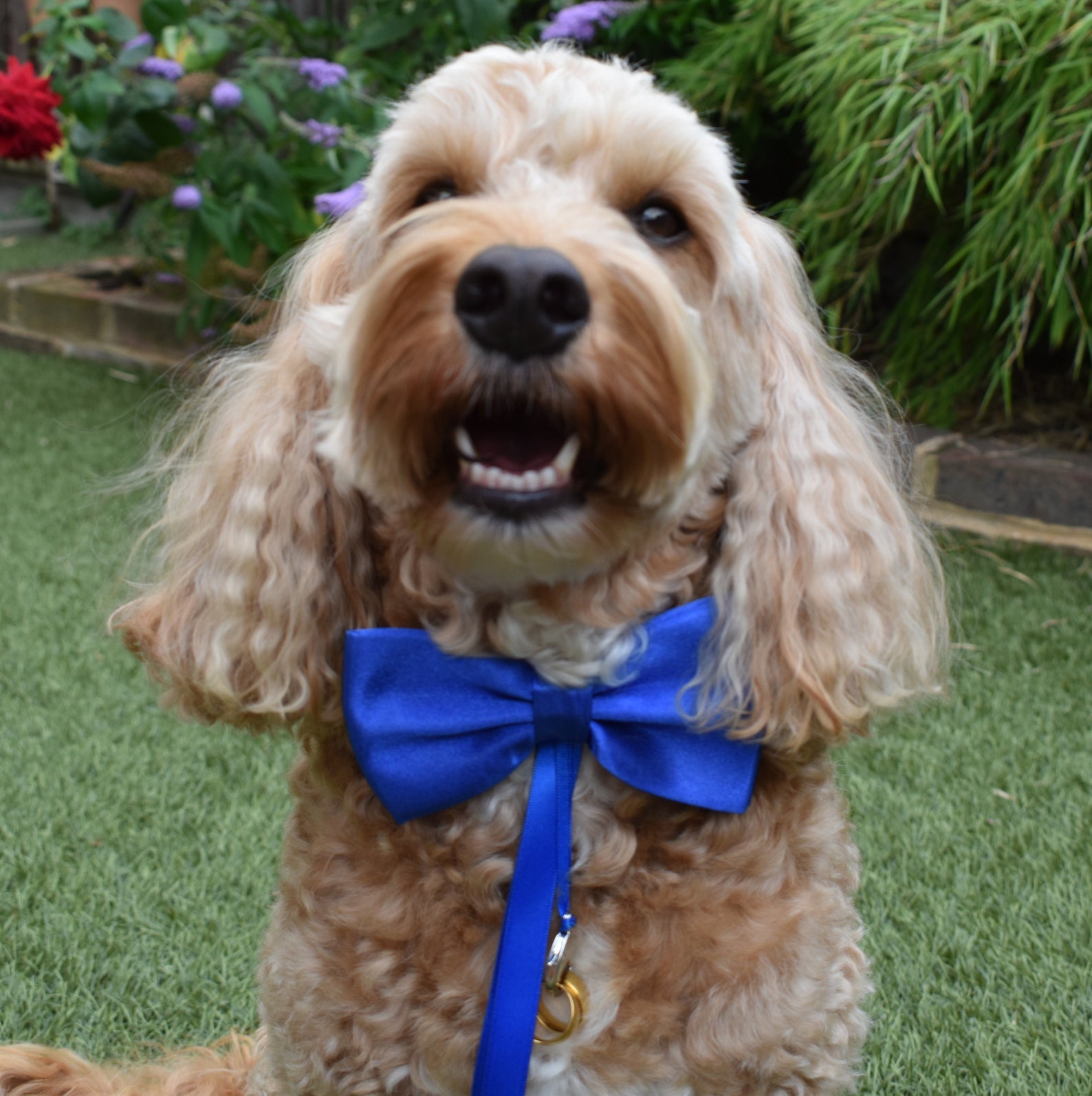 Hugo Dog wearing a blue dog bow tie with optional ring carrier