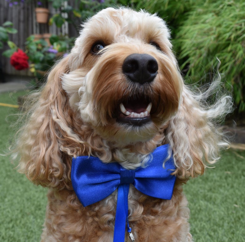 Hugo dog wearing a blue satin bow tie with optional ring carrier