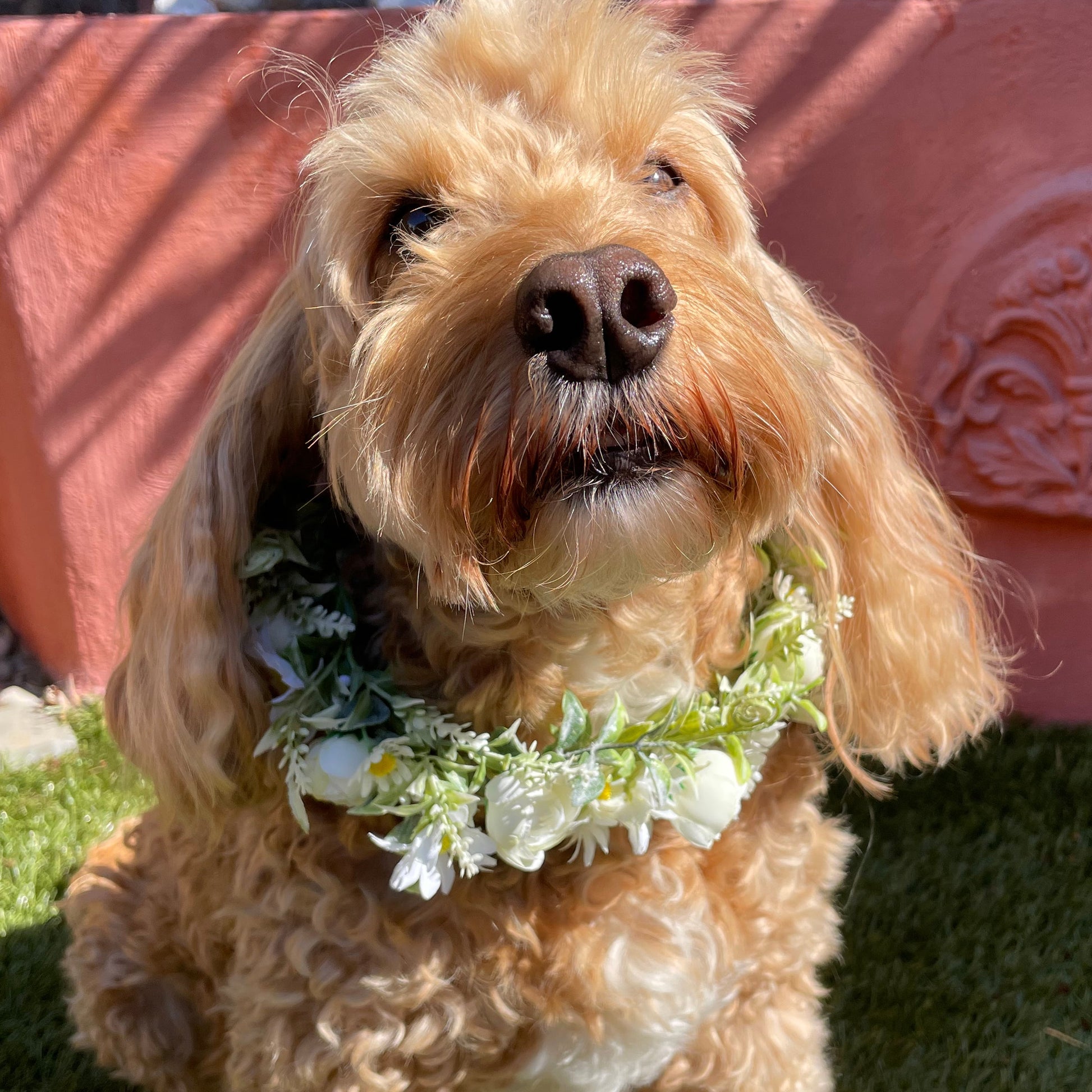 A delicate garland of camelia flowers and greenery tied with a crystal ribbon, worn by  Hugo the cockapoo