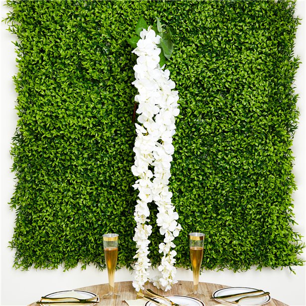 cream long wisteria shown on green hedge