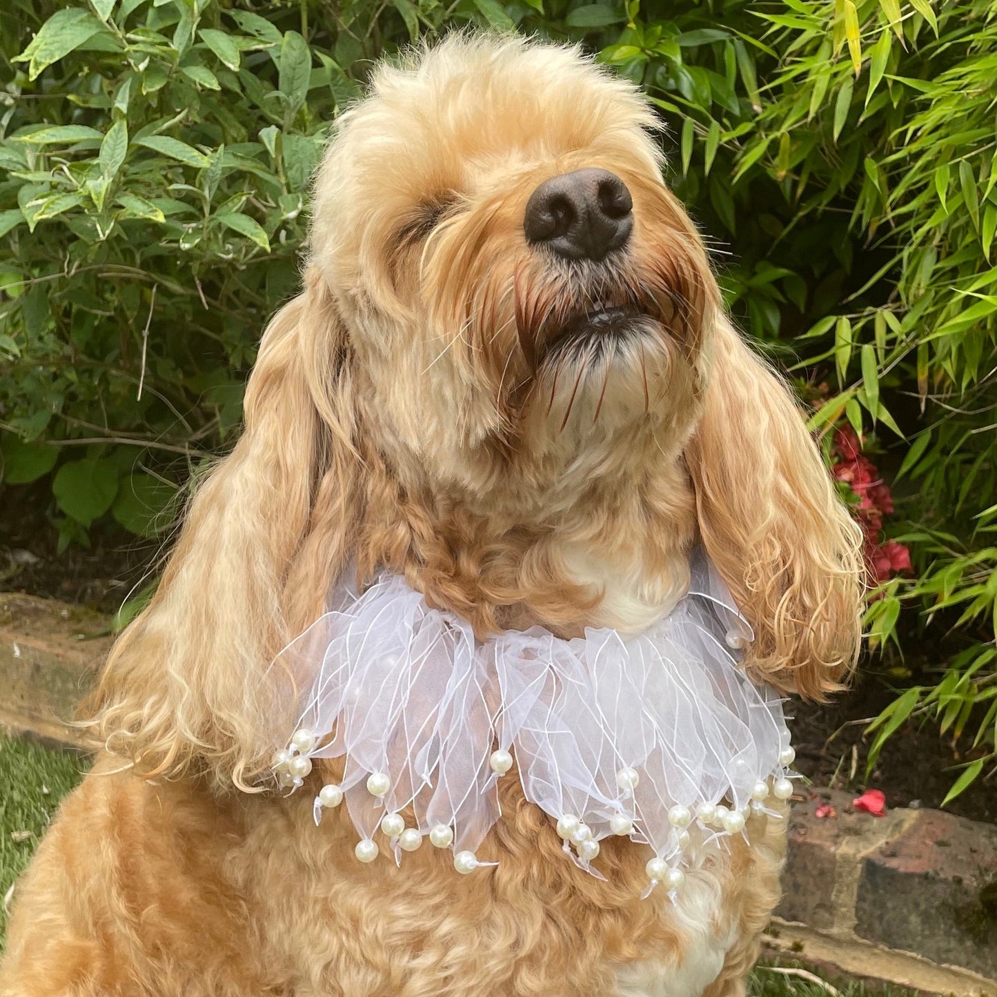 white tulle ribbon and pearl collar shown on Hugo, a medium sized cockapoo