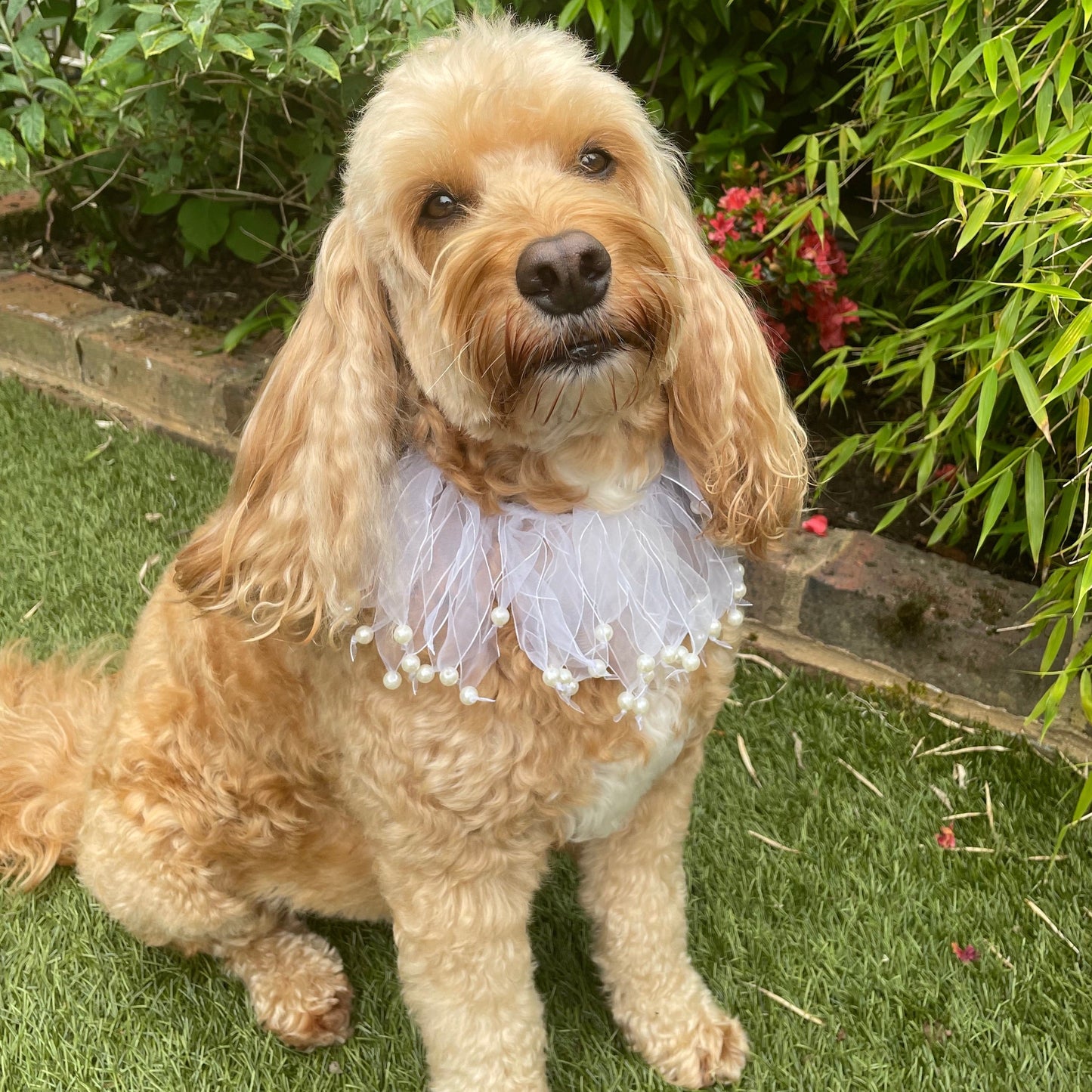 ribbon and pearl collar on hugo, a cockapoo