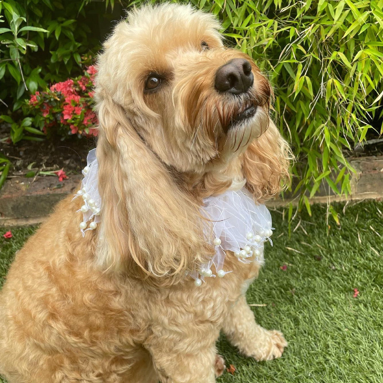 ribbon and pearl collar side view as worn