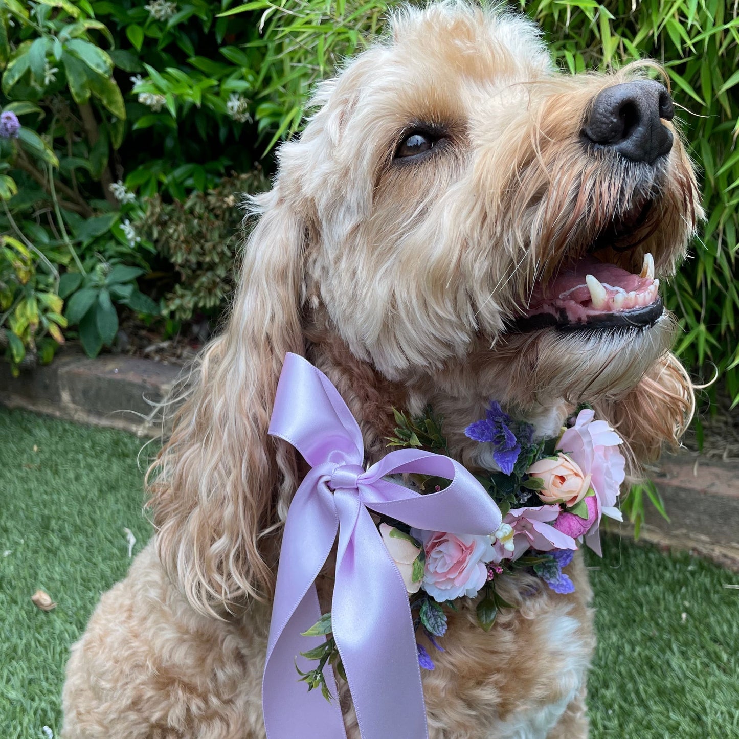 Dog is wearing purple blush and pink flower collare= enchanced with luxury satin ribbon