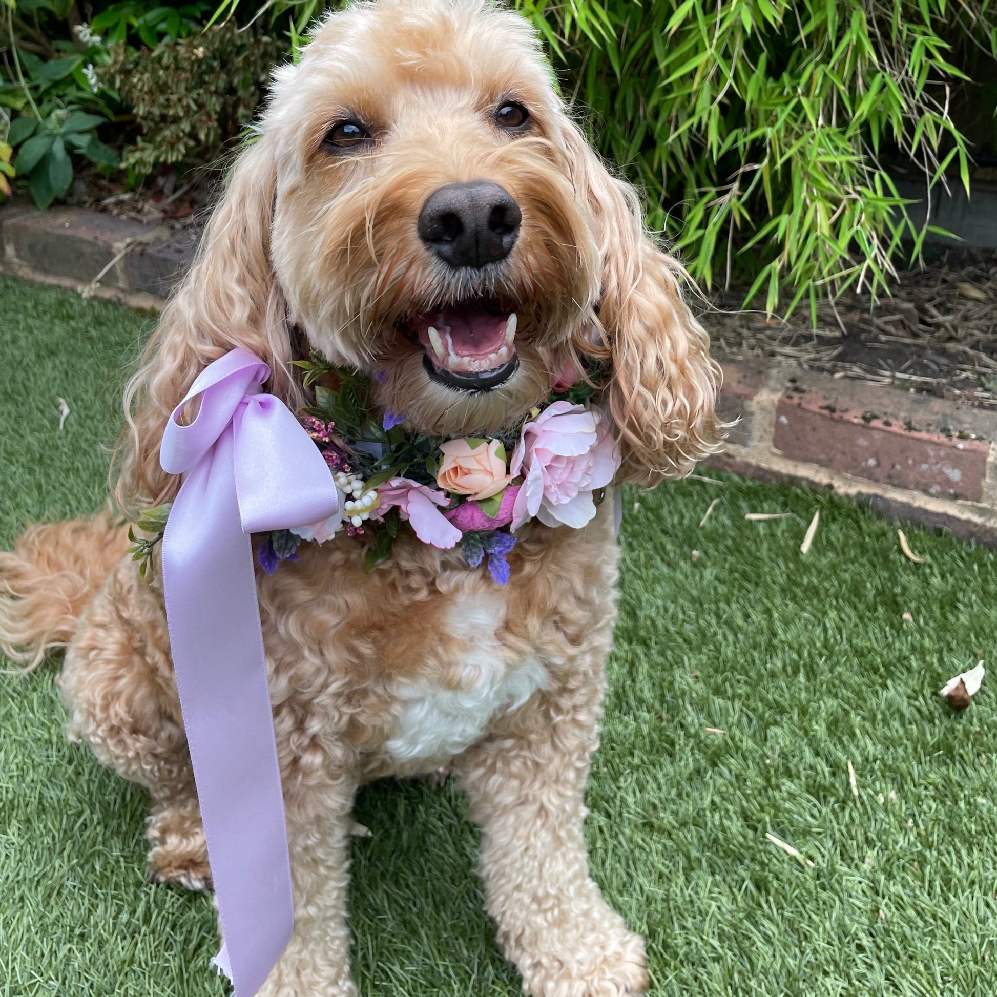 Hugo is wearing a pink and blush flower dog collar with luxurious purple satin ribbon