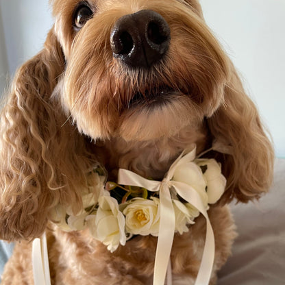 Hugo the cockapoo wears a white leather collar adorned with an ivory silk flowe collar and finished with ivory ribbon