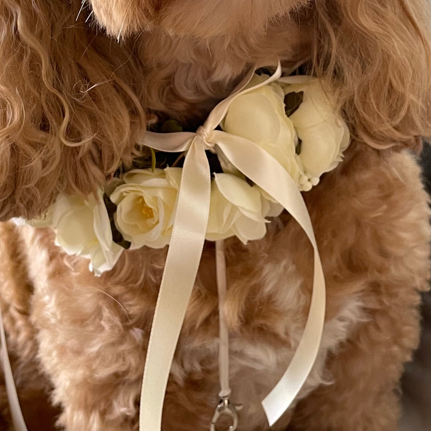 Close up of ivory flower dog collar showing optional ring bearer clasp on cream ribbon