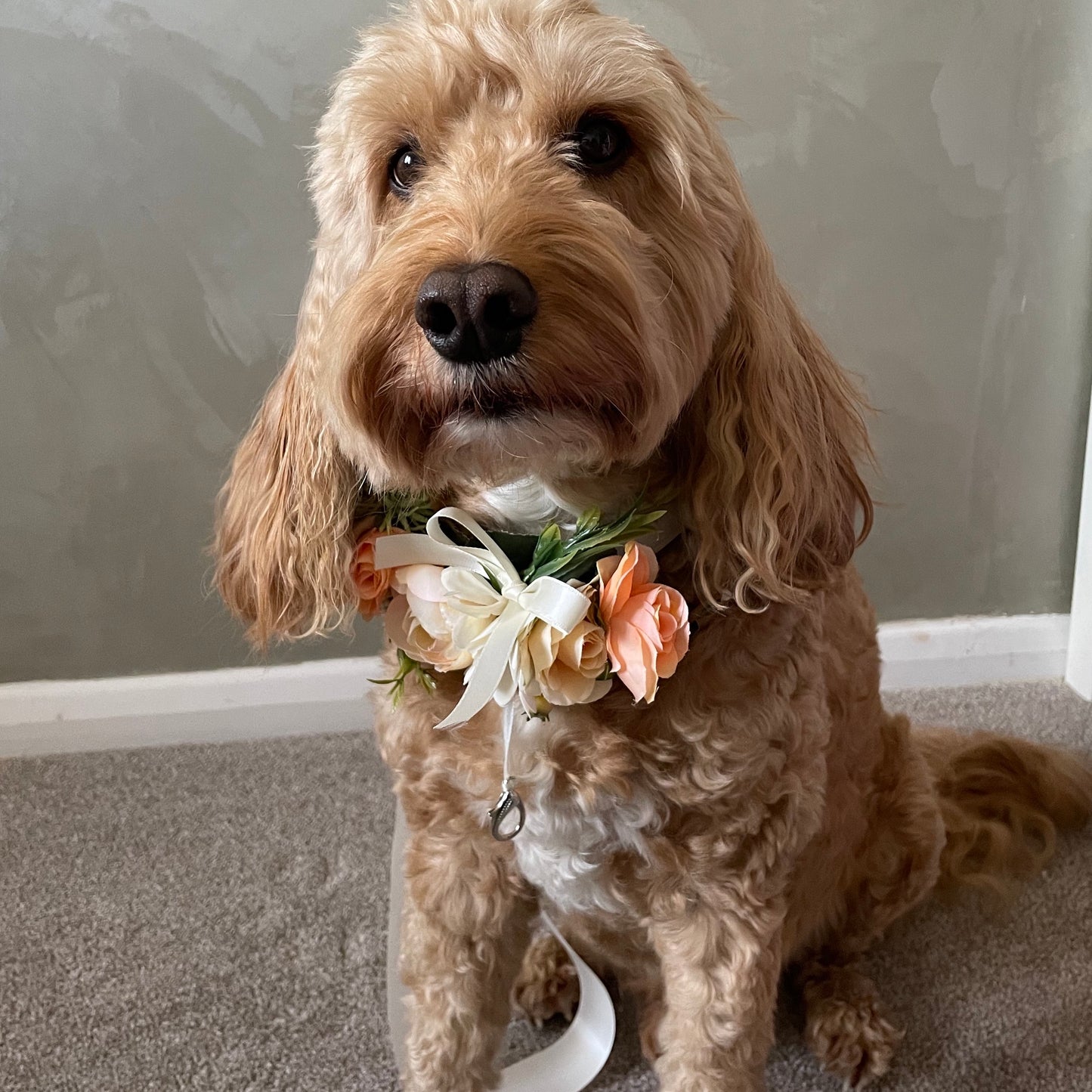 peach and ivory wedding ring bearer dog collar