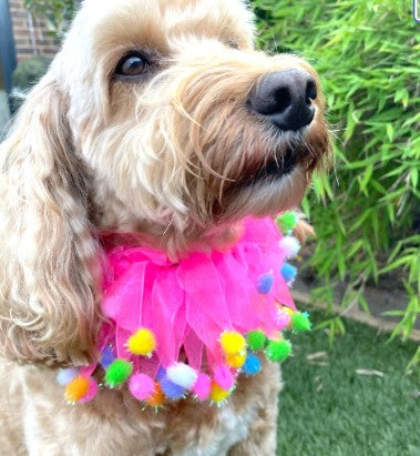 Pink pom pom dog frill collar shown on Hugo the cockapoo, a medium sized dog