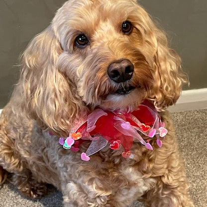 Hugo, a medium sized cockapoo, wears the hearts frill - pink white and red ribbons with irredescent hearts
