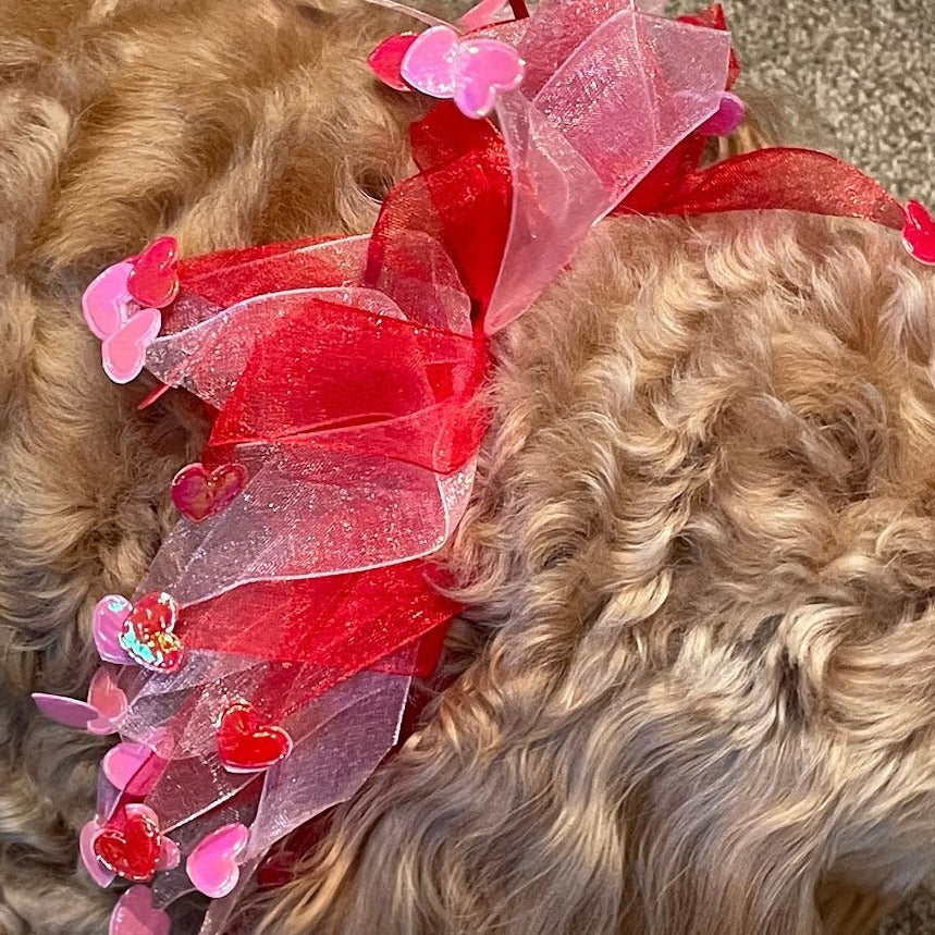 close up of hearts dog frill worn by medium sized dog