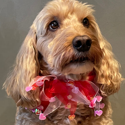 Hugo, a medium sized cockapoo, wears the hearts frill - pink white and red ribbons with irredescent hearts