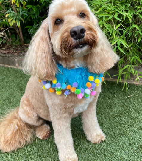 Blue fuzzy pom pom dog frill collar shown on Hugo, a medium sized cockapoo