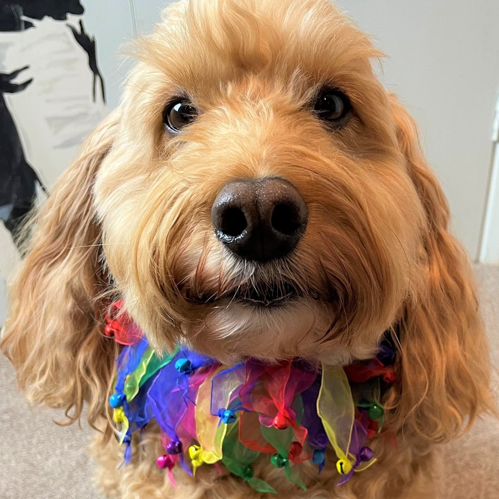 carnival colour dog frill collar with bells