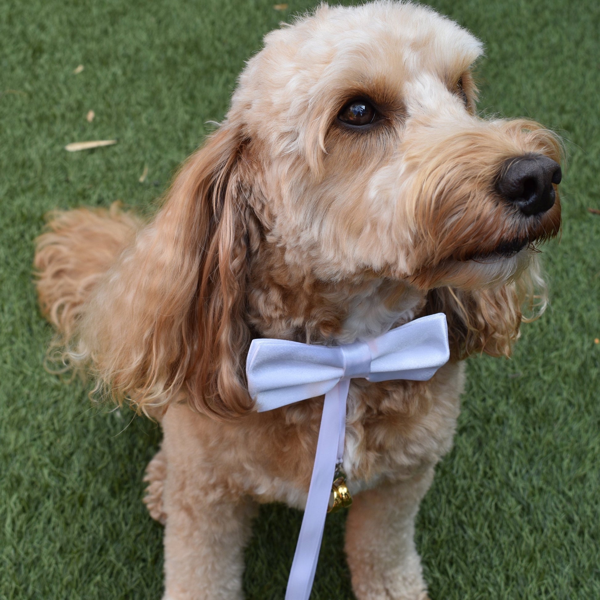 hugo wears a dog Ring Bearer bow tie in white