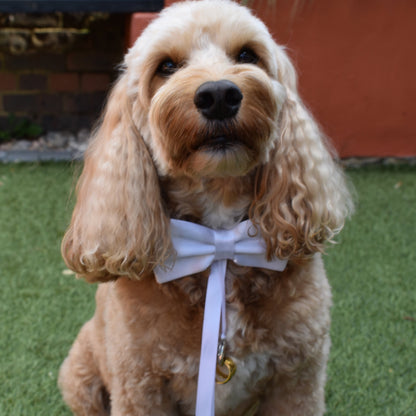 Hugo wears a white satin bow tie on a white leather collar complete with optional ring bearer clasp