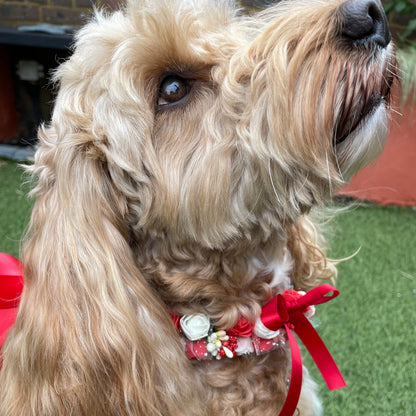 Dog collar in red and white flowers with red ribbon and with optional ring bearer clasp