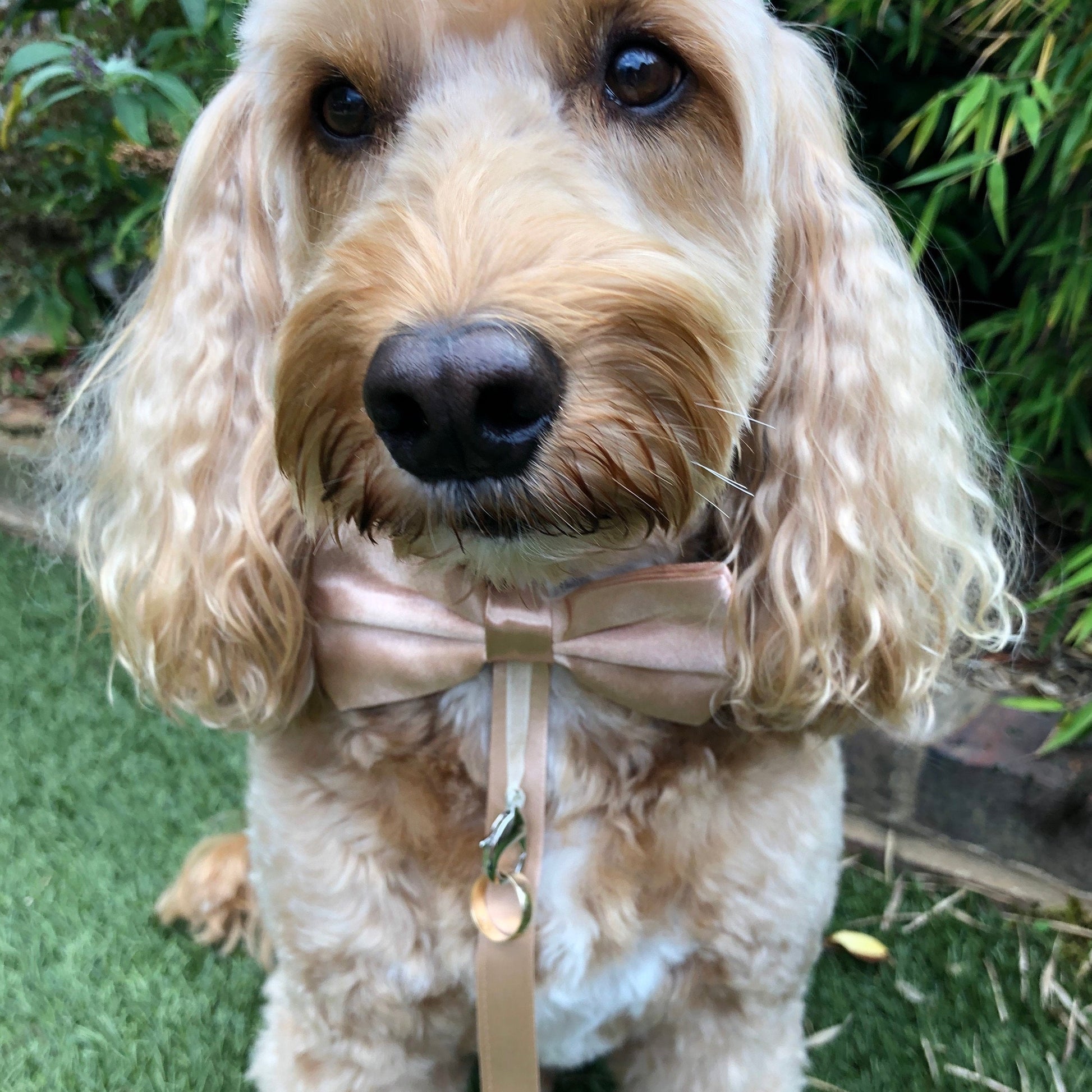 Dog ring bearer bow tie in gold