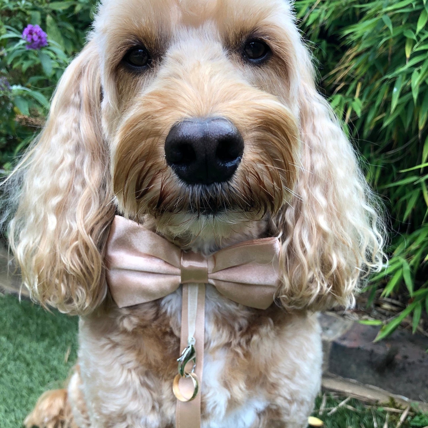 Hugo the dog modelling our champagne satin bow tie on white leather dog collar with an optional ring bearer clasp
