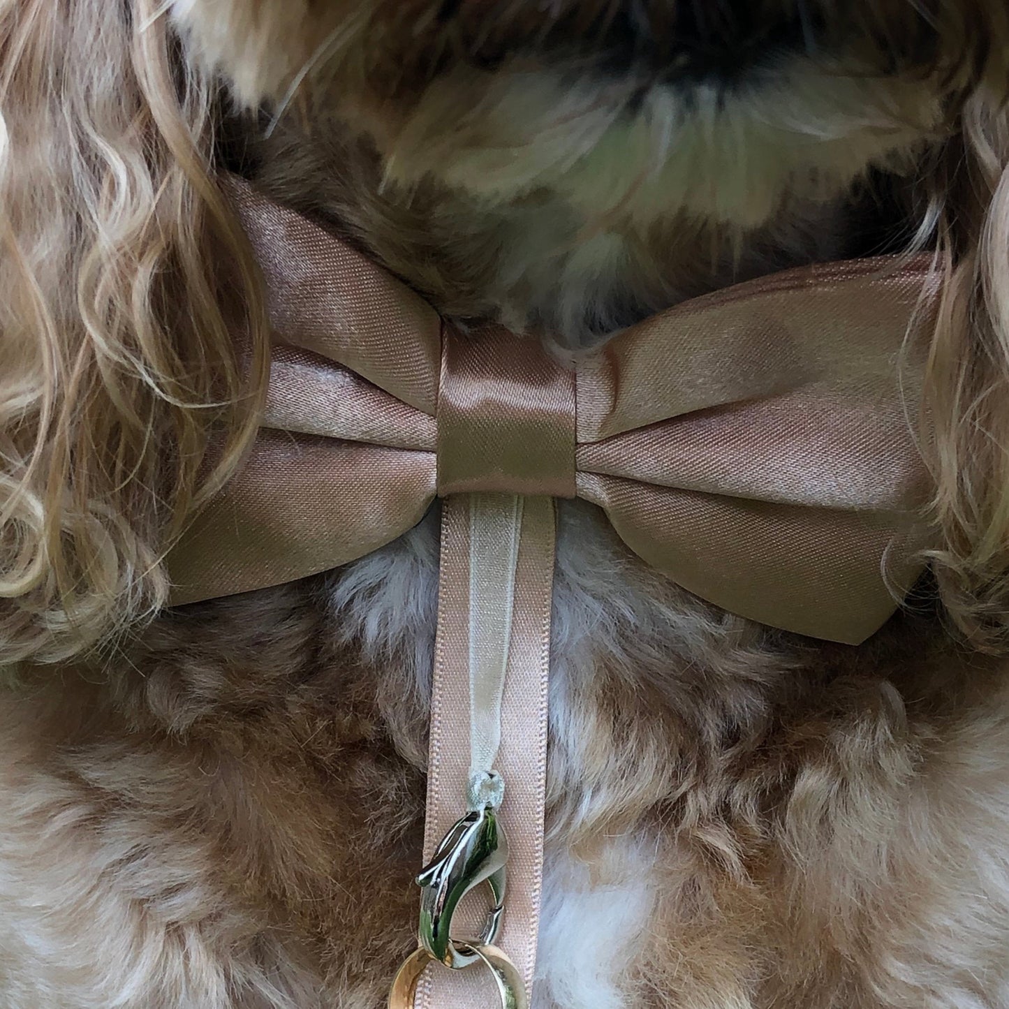 Dog ring bearer bow tie in champagne satin shown with optional ring bearer clasp