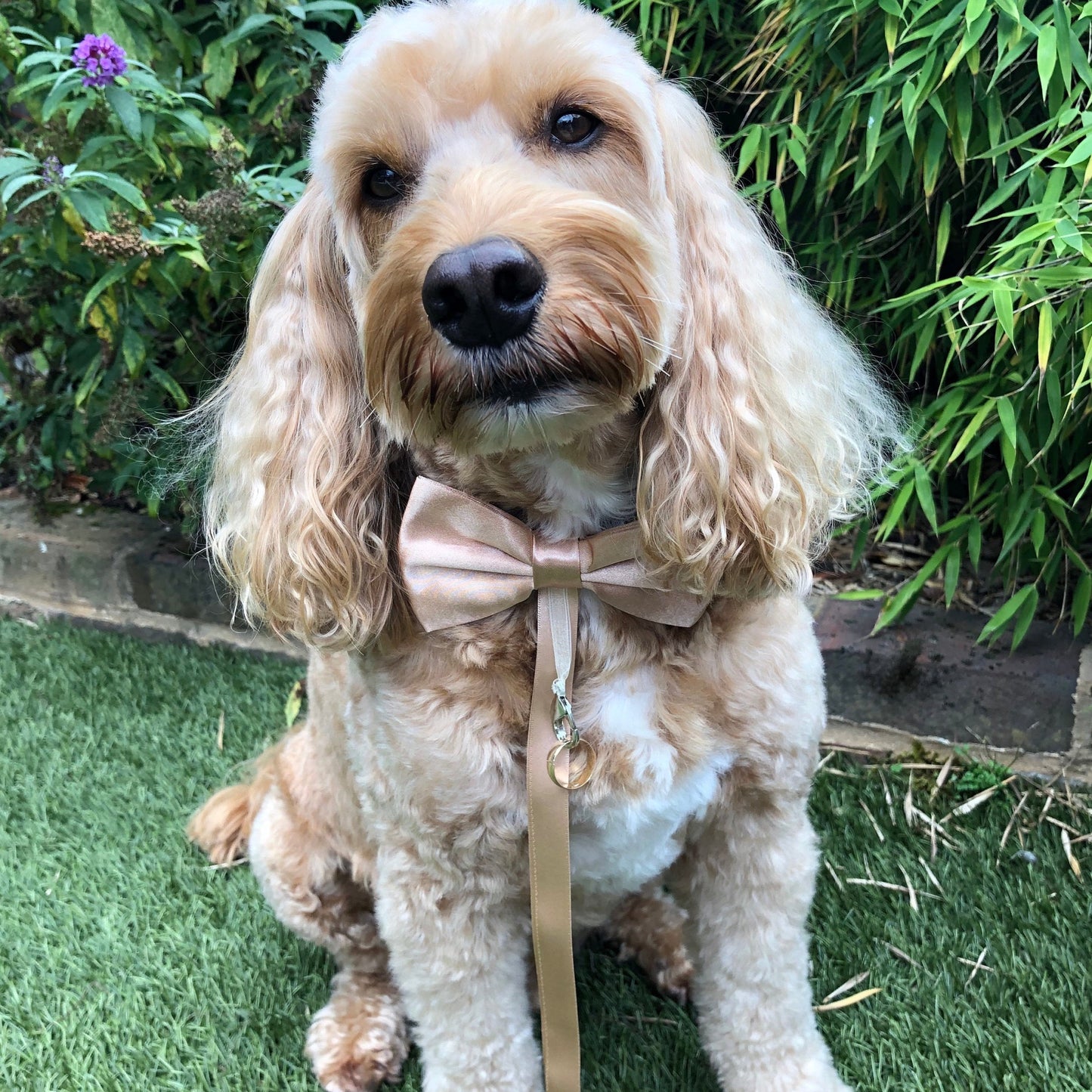 Hugo the dog modelling the champagne satin bow tie on white leather collar, shown with optional ring bearer clasp