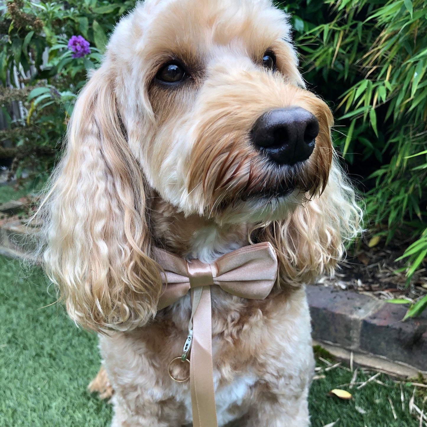 Dog ring bearer bow tie in gold