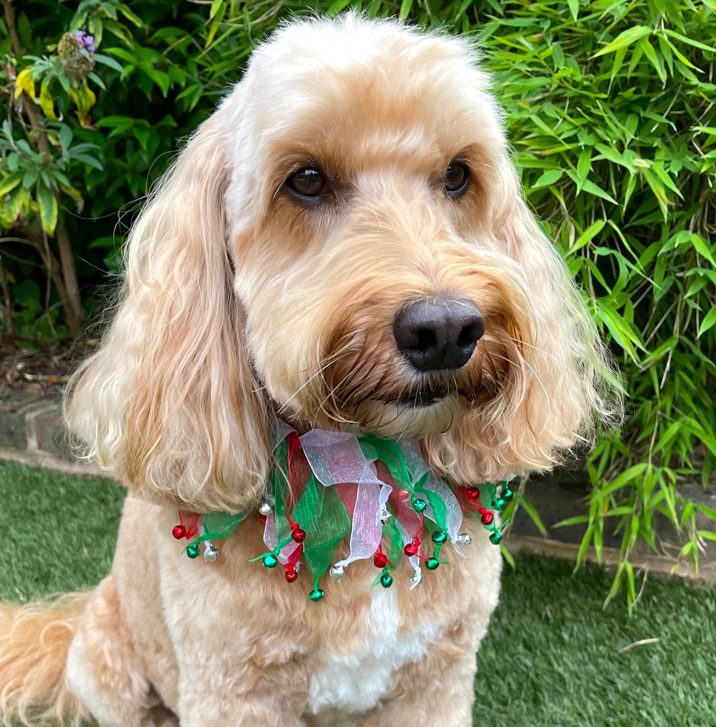 Dog wearing a Festive dog frill with red, white and green tullle ribbons finished with co-ordinating jingle bells. Elasticated for ease of fit.